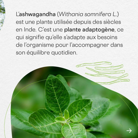 Ashwagandha 5000 Bio Be-Life, imagem de apresentação do produto (3 de 5)
