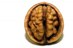 Nutrientes que sustentam a estrutura do seu cérebro